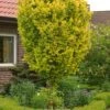 Goud Iep (Ulmus Hollandica 'Wredei') -PlantenPuur Verkoopwinkel 8717263025245