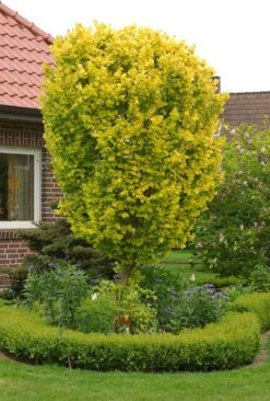 Goud Iep (Ulmus Hollandica 'Wredei')