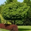 Bol-esdoorn (Acer Platanoides 'Globosum') D 33 H 210 Cm 2 Bol-esdoorn (Acer Platanoides 'Globosum') D 33 H 210 Cm -PlantenPuur Verkoopwinkel 8717263025627