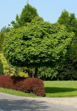 Bol-esdoorn (Acer Platanoides 'Globosum') D 33 H 210 Cm