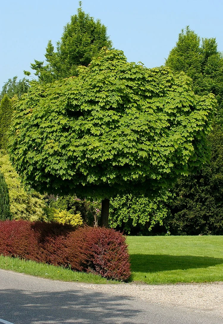 Bol-esdoorn (Acer Platanoides 'Globosum') D 33 H 210 Cm 3 Bol-esdoorn (Acer Platanoides 'Globosum') D 33 H 210 Cm