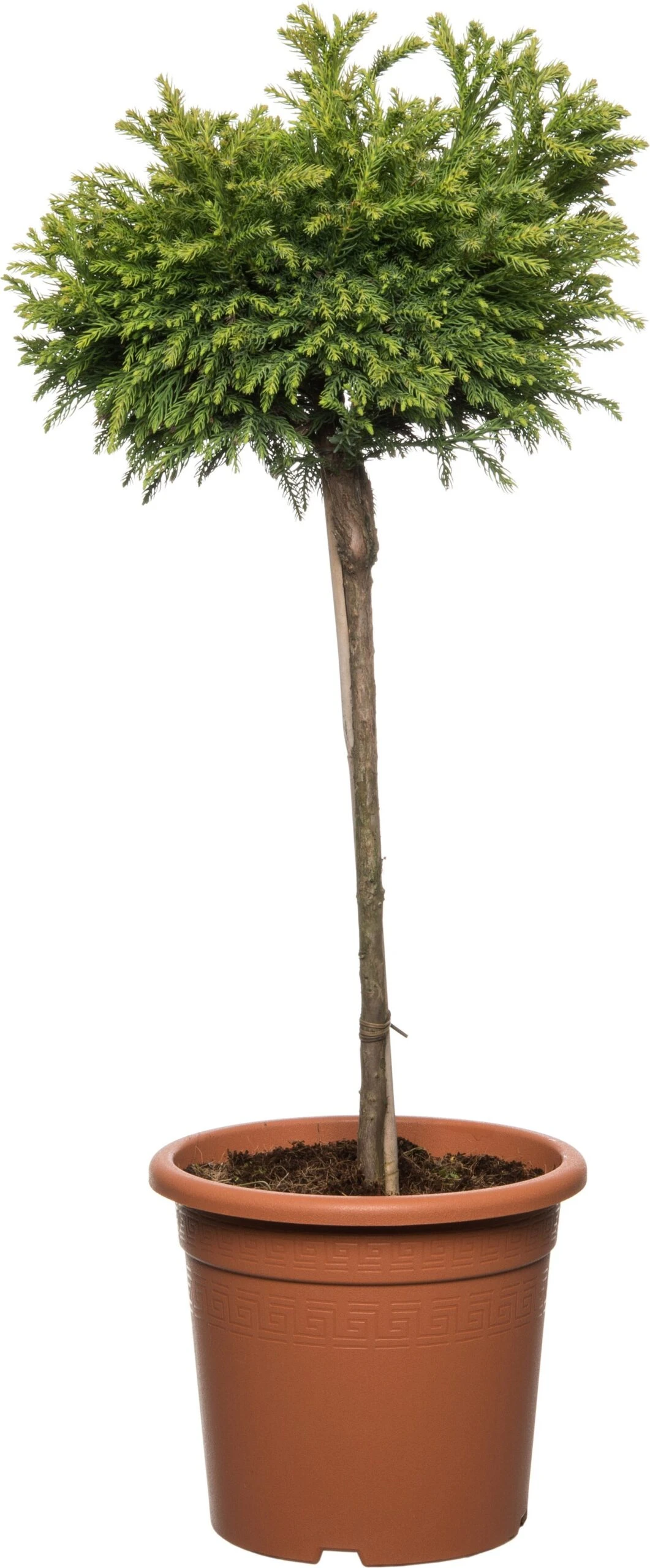 Japanse Ceder Op Stam (Cryptomeria Japonica 'Globosa Nana') D 27 H 90 Cm 3 Japanse Ceder Op Stam (Cryptomeria Japonica 'Globosa Nana') D 27 H 90 Cm