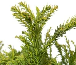 Japanse Ceder Op Stam (Cryptomeria Japonica 'Globosa Nana') D 27 H 90 Cm 5 Japanse Ceder Op Stam (Cryptomeria Japonica 'Globosa Nana') D 27 H 90 Cm -PlantenPuur Verkoopwinkel 8717263028550 2