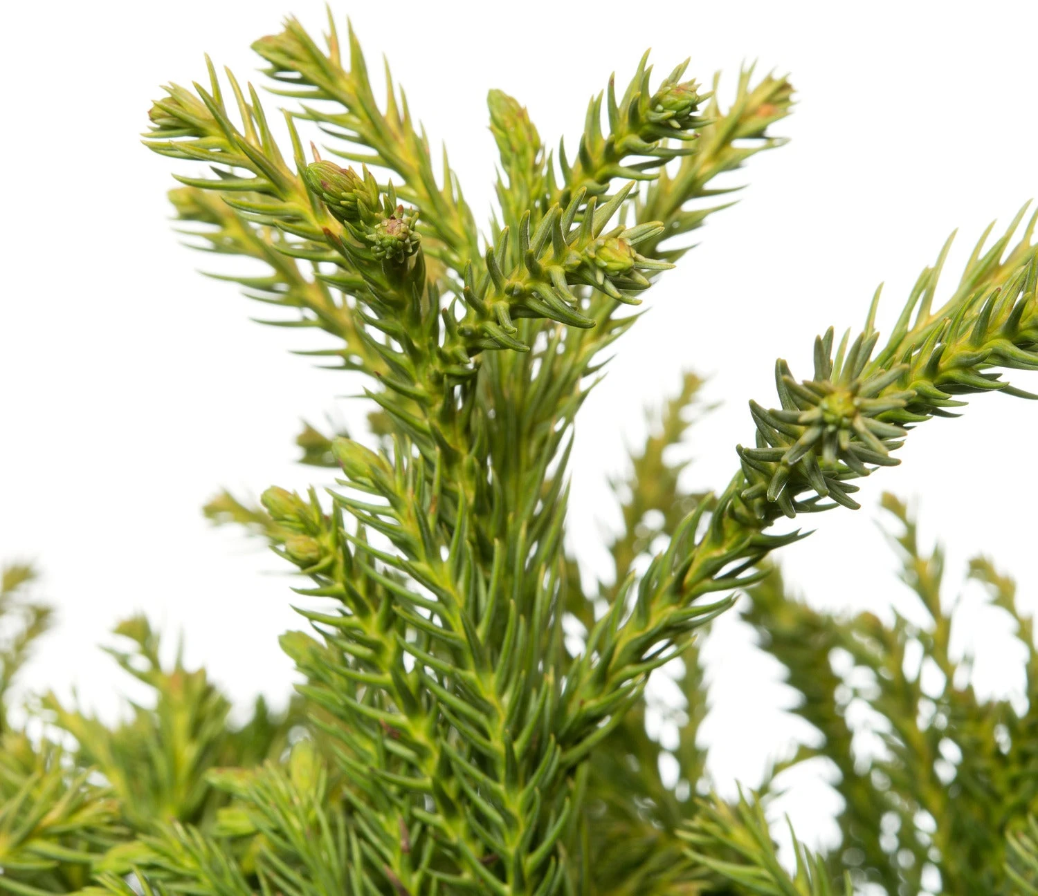 Japanse Ceder Op Stam (Cryptomeria Japonica 'Globosa Nana') D 27 H 90 Cm 4 Japanse Ceder Op Stam (Cryptomeria Japonica 'Globosa Nana') D 27 H 90 Cm - Afbeelding 2