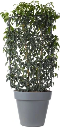 Portugese Laurier Op Rek (Prunus Lusitanica 'Angustifolia') D 30 H 80 Cm