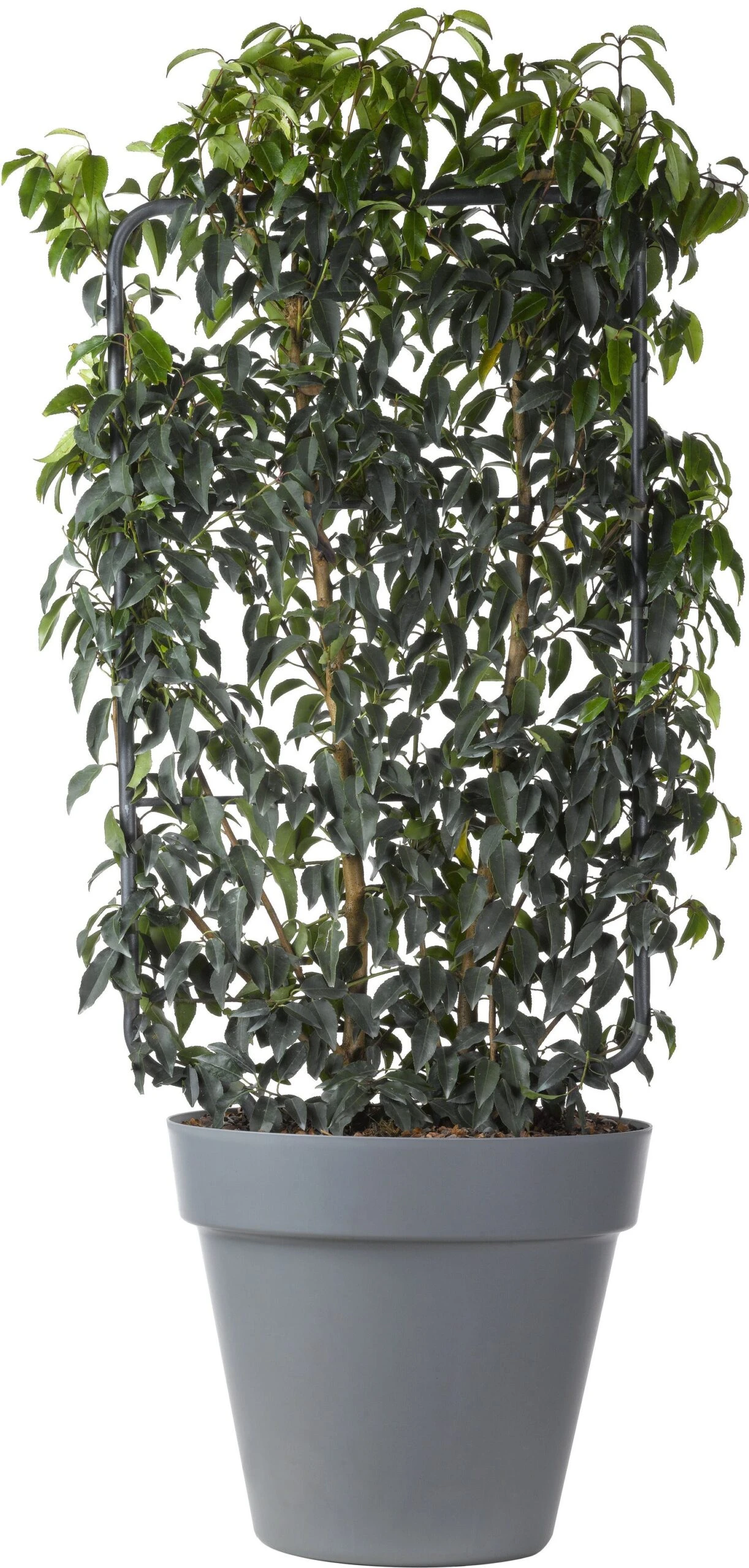 Portugese Laurier Op Rek (Prunus Lusitanica 'Angustifolia') D 30 H 80 Cm 3 Portugese Laurier Op Rek (Prunus Lusitanica 'Angustifolia') D 30 H 80 Cm