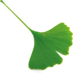 Japanse Notenboom (Ginkgo Biloba 'Mariken') D 32 H 150 Cm -PlantenPuur Verkoopwinkel 8717263037033 1 2