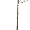 Stermagnolia (Magnolia Stellata) D 28 H 140 Cm -PlantenPuur Verkoopwinkel 8717263037262 0