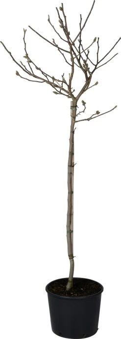 Stermagnolia (Magnolia Stellata) D 28 H 140 Cm