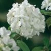 Sneeuwbal (Viburnum 'Eskimo') D 30 Cm -PlantenPuur Verkoopwinkel 8717263037750