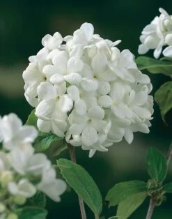 Sneeuwbal (Viburnum 'Eskimo') D 30 Cm