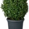 Buxus (Buxus Sempervirens) D 19 H 20 Cm 2 Buxus (Buxus Sempervirens) D 19 H 20 Cm -PlantenPuur Verkoopwinkel 8717263038702 0