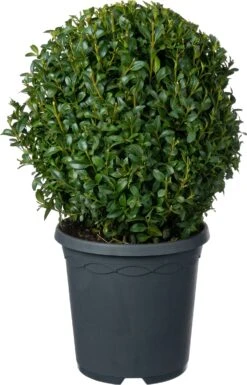 Buxus (Buxus Sempervirens) D 19 H 20 Cm