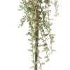 Dwergmispel Op Stam (Cotoneaster Suecicus 'Juliette') D 21 H 120 Cm -PlantenPuur Verkoopwinkel 8717263047353