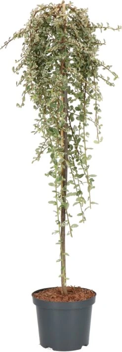 Dwergmispel Op Stam (Cotoneaster Suecicus 'Juliette') D 21 H 120 Cm