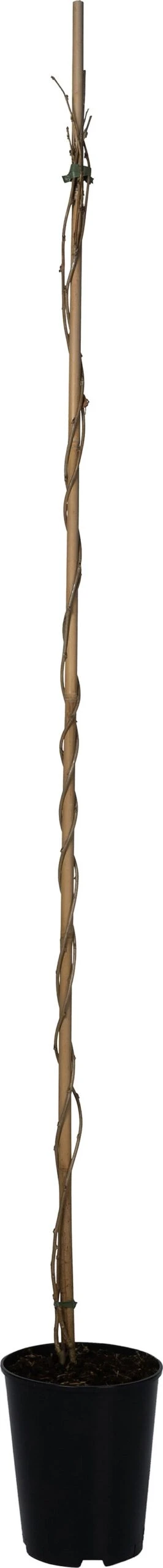 Blauwe Regen (Wisteria Sinensis 'Prolific') D 23 H 210 Cm 2 Blauwe Regen (Wisteria Sinensis 'Prolific') D 23 H 210 Cm