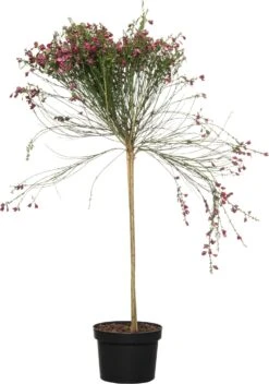 Brem (Cytisus Scoparius Killiney Red)