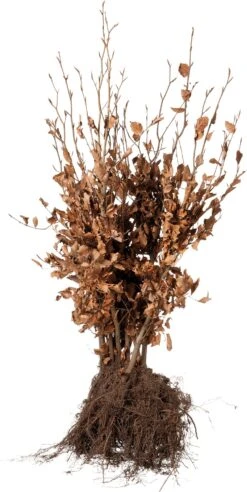 Beuk In Zak (Fagus Sylvatica) H 40 Cm 10 Stuks