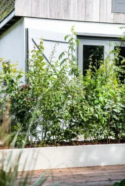 Vlechthaag D 27 H 50 Cm 10 Stuks