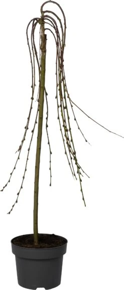 Treurwilg (Salix Caprea 'Kilmarnock') D 22 H 140 Cm