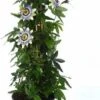 Passiebloem (Passiflora Caerulea) D 19 H 65 Cm 2 Passiebloem (Passiflora Caerulea) D 19 H 65 Cm -PlantenPuur Verkoopwinkel 8717263057468
