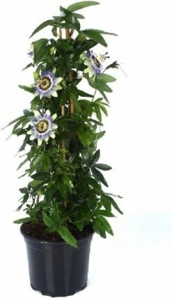 Passiebloem (Passiflora Caerulea) D 19 H 65 Cm