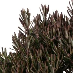 Lavendelheide (Andromeda Polifolia 'Compacta') D 23 H 30 Cm -PlantenPuur Verkoopwinkel 8717263059172 1