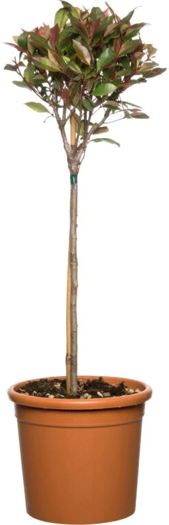 Glansmispel (Photinia X Fraseri 'Red Robin') D 36 H 120 Cm