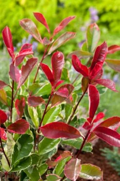 Bonte Glansmispel (Photinia Fraseri Pink Marble)