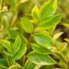 Liguster Geel Bont (Ligustrum Ovalifolium 'Aureum') D 18 Cm -PlantenPuur Verkoopwinkel 8717263060437 1