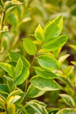 Liguster Geel Bont (Ligustrum Ovalifolium 'Aureum') D 18 Cm
