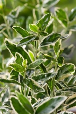 Kardinaalsmuts Op Stam (Euonymus Japonicus 'Bravo') D 30 H 120 Cm