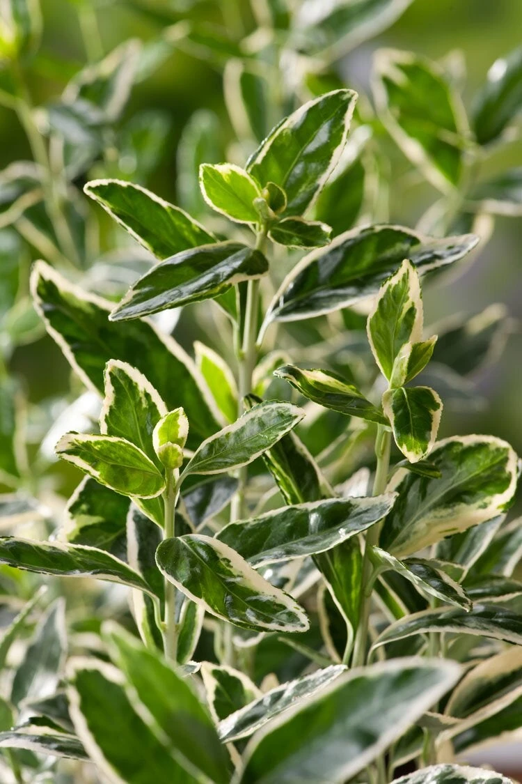 Kardinaalsmuts Op Stam (Euonymus Japonicus 'Bravo') D 30 H 120 Cm 3 Kardinaalsmuts Op Stam (Euonymus Japonicus 'Bravo') D 30 H 120 Cm