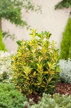 Kardinaalsmuts Op Stam (Euonymus Japonicus 'Aureus') D 30 H 120 Cm -PlantenPuur Verkoopwinkel 8717263060529 1