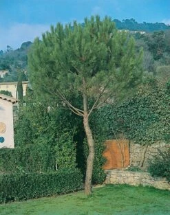 Parasolden (Pinus Pinea)