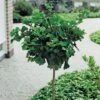Japanse Notenboom Op Stam (Ginkgo Biloba 'Mariken') D 32 H 240 Cm -PlantenPuur Verkoopwinkel 8717263061304