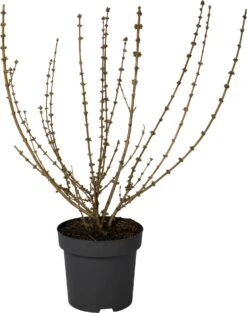 Chinees Klokje (Forsythia Intermedia 'Goldrausch') D 31 H 80 Cm