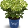 Hortensia (Hydrangea Macrophylla 'Magical Noblesse') D 20 H 25 Cm -PlantenPuur Verkoopwinkel 8717263062677 2 1 1