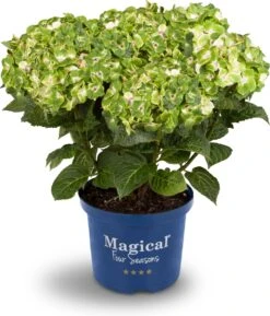 Hortensia (Hydrangea Macrophylla 'Magical Noblesse') D 20 H 25 Cm