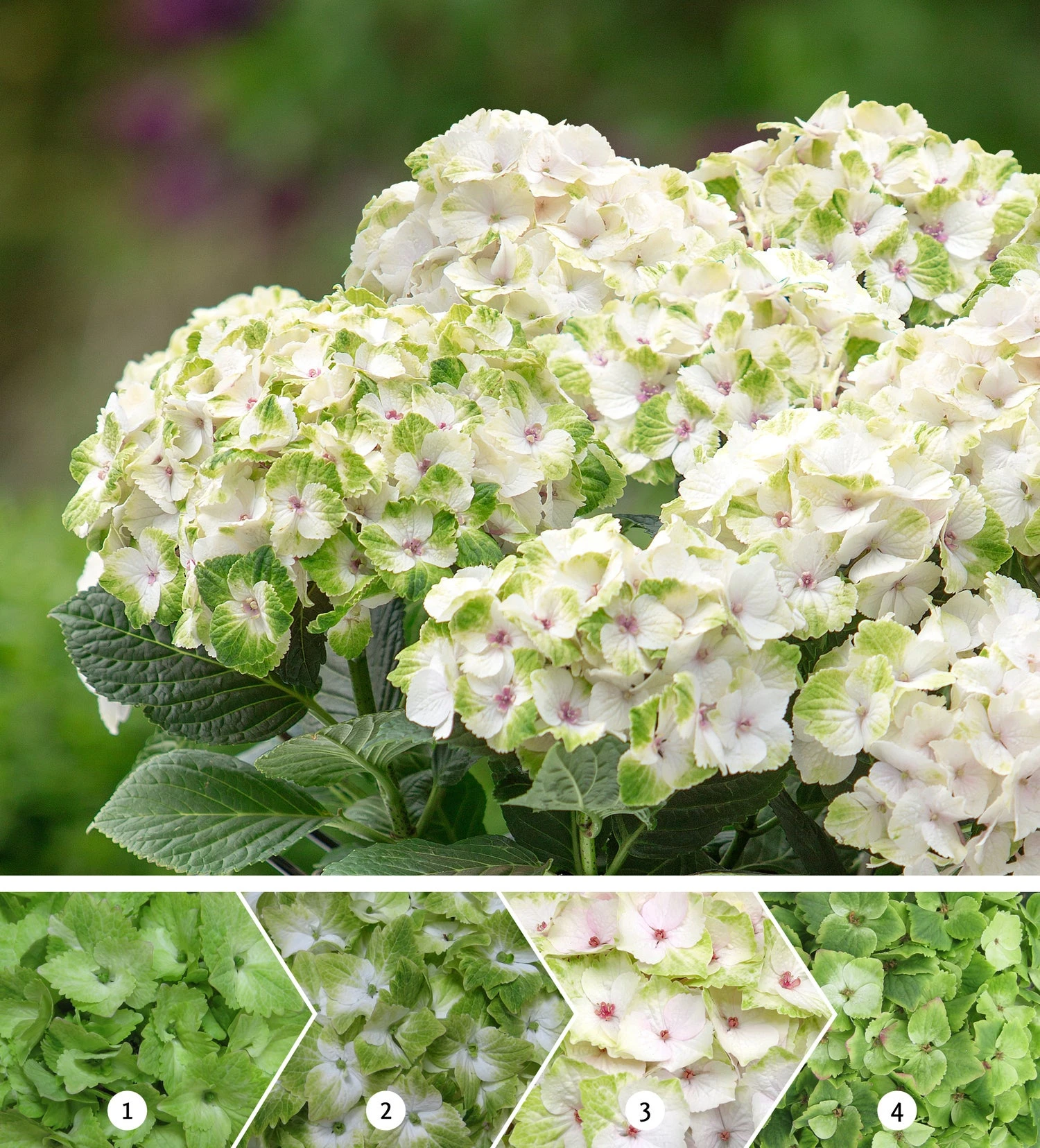 Hortensia (Hydrangea Macrophylla 'Magical Noblesse') D 20 H 25 Cm 4 Hortensia (Hydrangea Macrophylla 'Magical Noblesse') D 20 H 25 Cm - Afbeelding 2