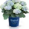 Hortensia (Hydrangea Macrophylla 'Magical Revolution') D 20 H 25 Cm -PlantenPuur Verkoopwinkel 8717263062684 2 1 1