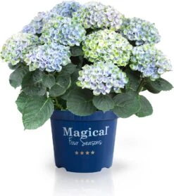 Hortensia (Hydrangea Macrophylla 'Magical Revolution') D 20 H 25 Cm