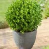 Palmboompje (Buxus Microphylla Faulkner) -PlantenPuur Verkoopwinkel 8717263067993