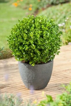 Palmboompje (Buxus Microphylla Faulkner)