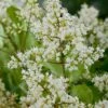 Liguster (Ligustrum Japonicum 'Texanum') D 25 H 60 Cm -PlantenPuur Verkoopwinkel 8717263068051 1