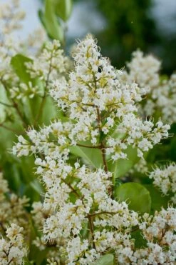Liguster (Ligustrum Japonicum 'Texanum') D 25 H 60 Cm