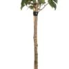 Portugese Laurier (Prunus Lusitanica) D 29 H 80 Cm -PlantenPuur Verkoopwinkel 8717263068105 1 1