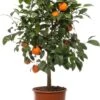 Mandarijnboom (Citrus Sinensis 'Mandarijn') D 20 H 70 Cm 1 Mandarijnboom (Citrus Sinensis 'Mandarijn') D 20 H 70 Cm -PlantenPuur Verkoopwinkel 8717263100966