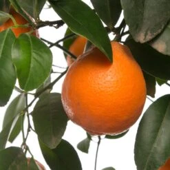 Mandarijnboom (Citrus Sinensis 'Mandarijn') D 20 H 70 Cm -PlantenPuur Verkoopwinkel 8717263100966 2