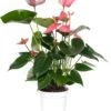 Flamingoplant (Anthurium Andreanum 'Pink Champion') D 14 H 50 Cm 1 Flamingoplant (Anthurium Andreanum 'Pink Champion') D 14 H 50 Cm -PlantenPuur Verkoopwinkel 8717263112136 3 1